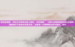 雨后的清晨，我在古寺的青石路上踱步。转过墙角，一棵巨大的菩提树赫然立在眼前，满树的叶子被雨水洗得发亮，仿佛每一片都刚刚从梦中醒来。菩叶